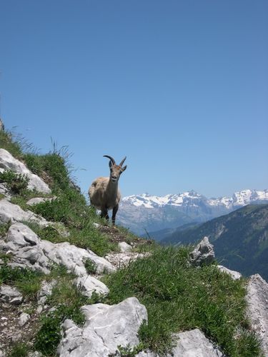 Col des Aravis 20