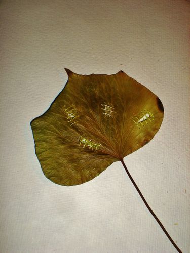 feuilles tissage 001