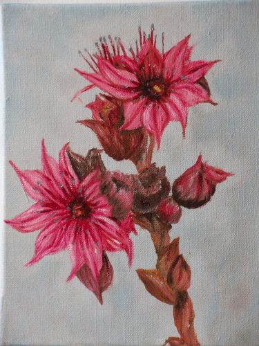 21---fleurs-roses.jpg