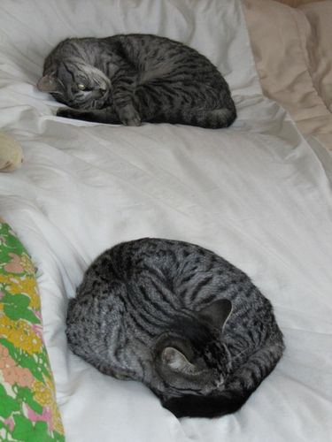 chats 0239