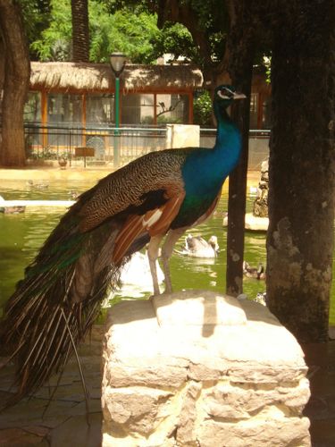 DSC08055.JPG