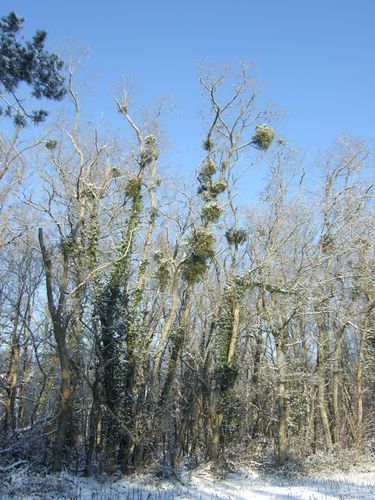 DSCF2697.JPG