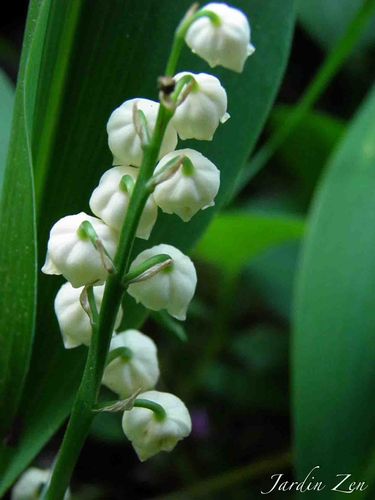 MUGUET