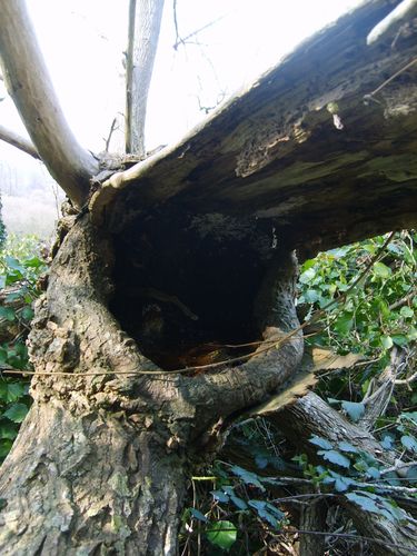 arbre mort 1