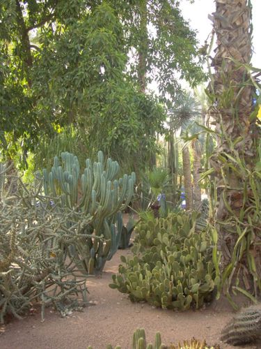 Marrakech-jardin Majorelle (3)
