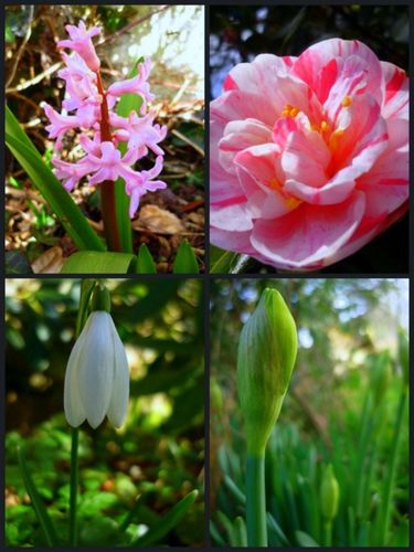 printemps-au-jardin--800x600-.jpg