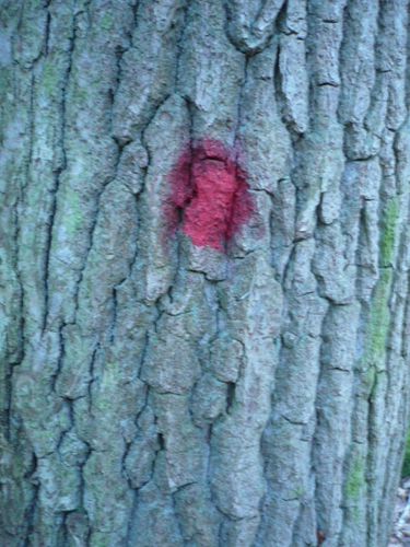 arbre-u-nez-rouge.JPG