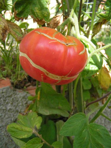 Tomate éclatée 15