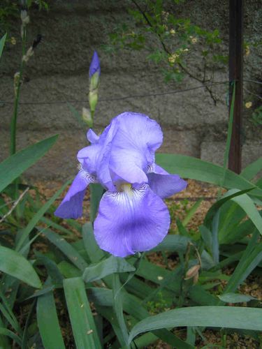 Iris-bleue-a5.jpg