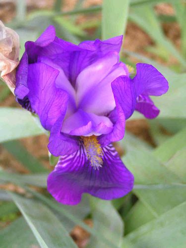 Iris-mauve-a5.jpg