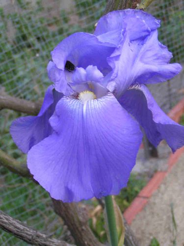 Iris-bleu-avril-3-5.jpg