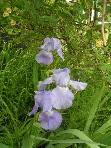 Iris bleu avril 7 5