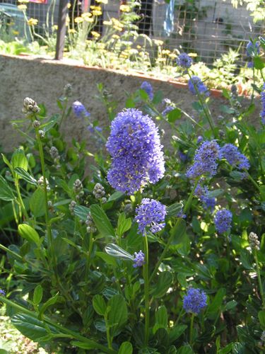 10-Buisson-fleurs-bleues-31-5-12-4-5.JPG