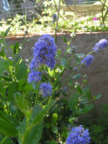 11-Buisson-fleurs-bleues-31-5-12-5-5.JPG