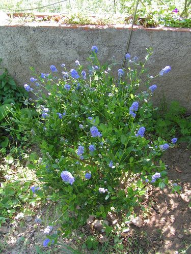 7-Buisson-fleurs-bleues-31-5-12-1-5.JPG