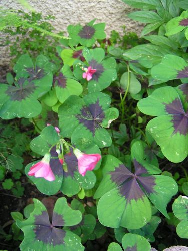 Faux trèfle à quatre feuilles (Oxalis deppei), ou oxalide