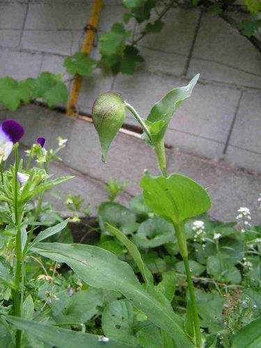 Orchidee-bleue-juin-1-5.jpg