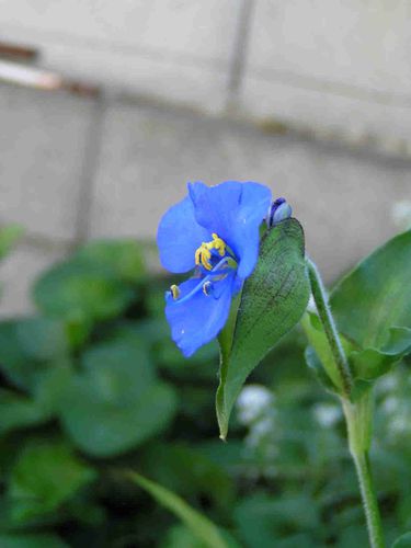 Orchidee-bleue-juin-10-5.jpg