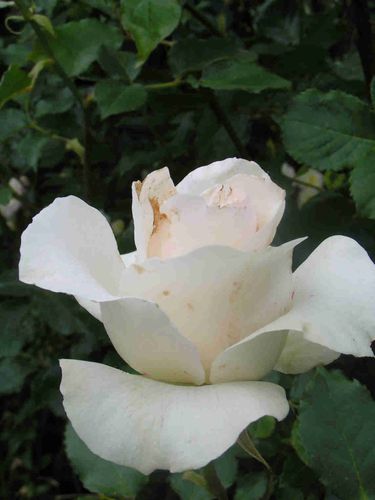 Rose-porcelaine-Juin-5-5.jpg