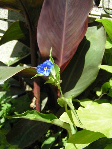 Orchidee-bleu-25.jpg
