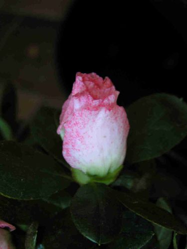 Azalee-blanc-rose-25.jpg