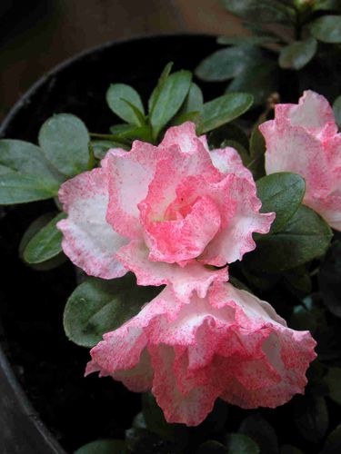 Azalee-blanc-rose-55.jpg