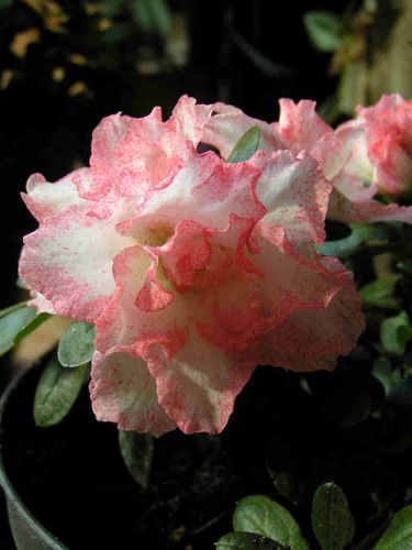 Azalee-blanc-rose-85.jpg