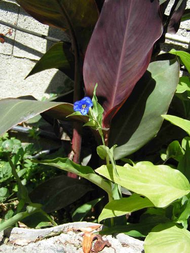 orchidee-bleu-15.jpg
