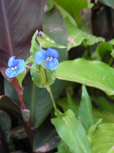 orchidee-bleu-45.jpg