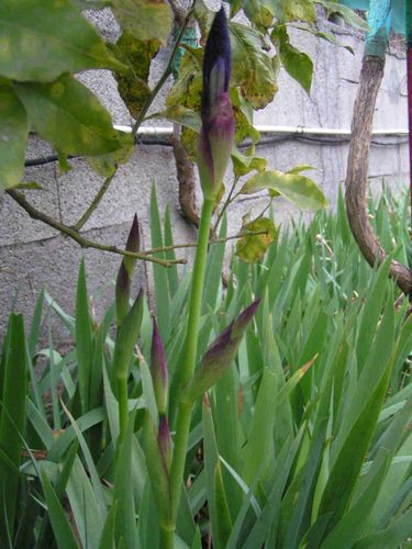 Iris-15.jpg