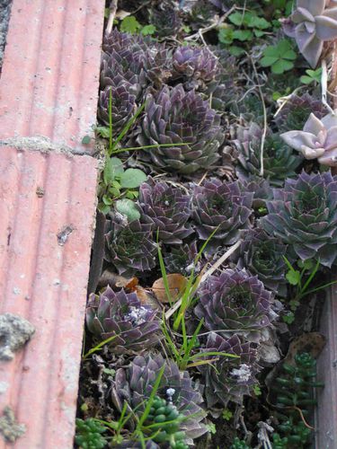 Plantes grasses du muret 2 5