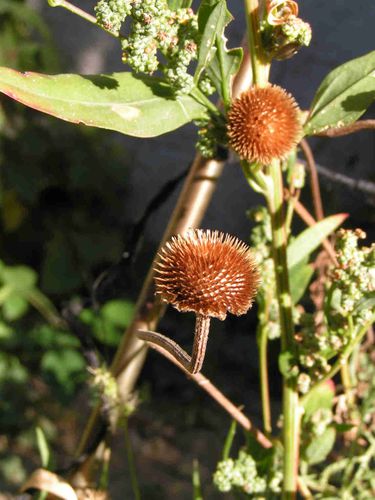 Fleurs-seche-septembre-2011-12-5.jpg