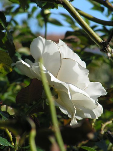 Rose-blanche-24-10-12-5-0-.JPG