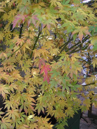 Erable-du-Japon-en-automne-65.jpg