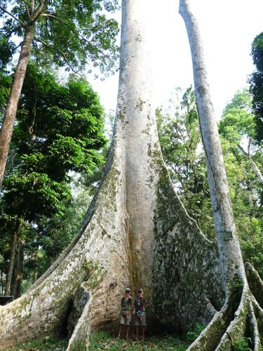 01-Bogor-jardin botanique