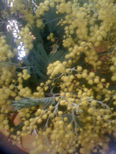 photo-copie-1.JPG