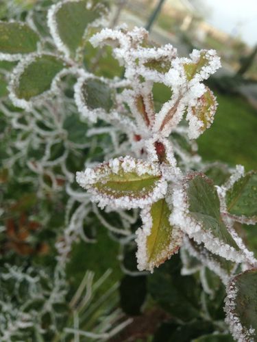 photo-copie-7.JPG