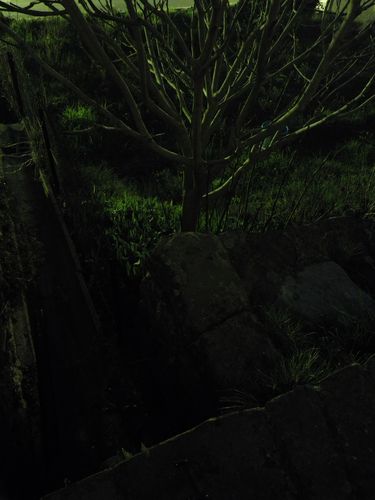 IMGP0250