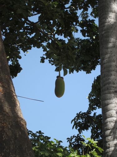 Fruit du Baobab