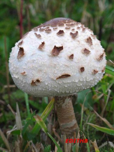 CHAMPIGNON BLANC DES PRES - LOZERE - MYCOLOGUE, MYCOLOGIE ...