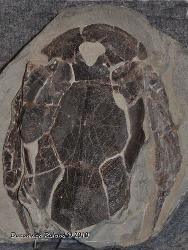 hannut tete poisson cuirassé phil