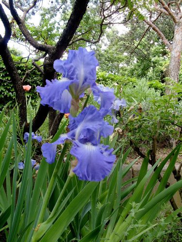 iris-bleus-2.jpg