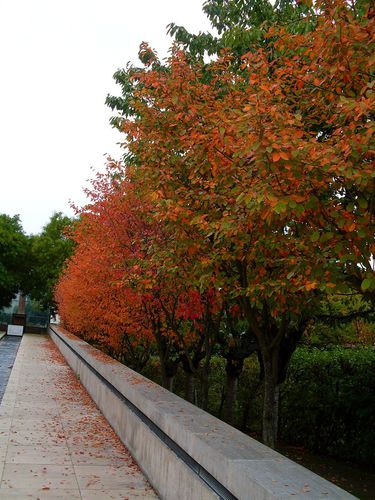 automne-rouge4.jpg
