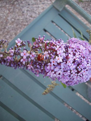 BUDDLEIA 2