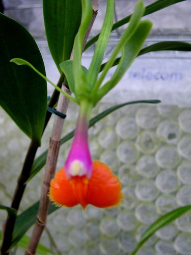 Epidendrum pseuepidendrum