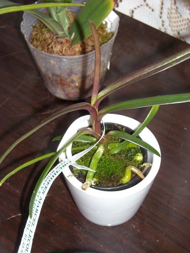 Ascocentrum christensonianum