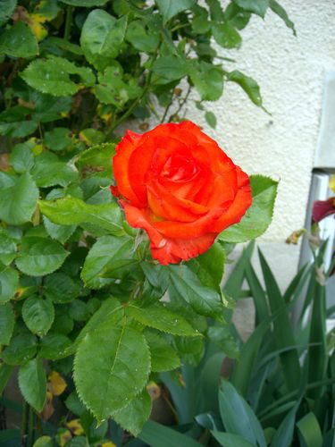 DSCN5066