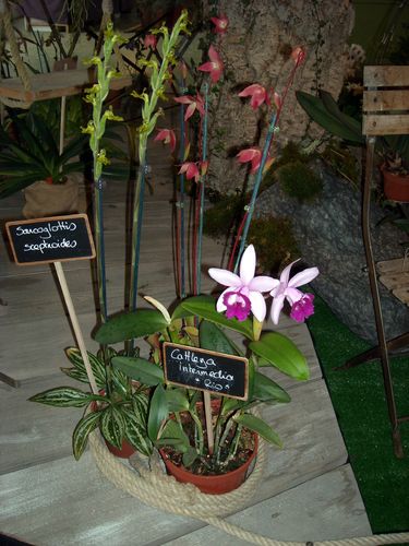 DSCN8226.JPG