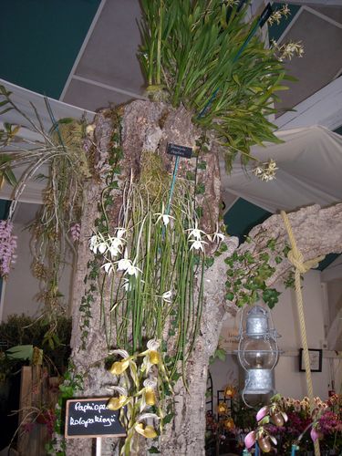 DSCN8234.JPG