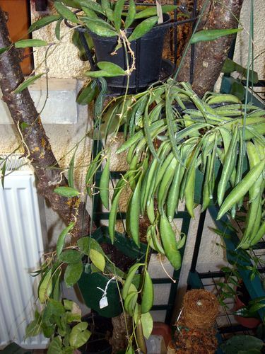 DSCN8520.JPG